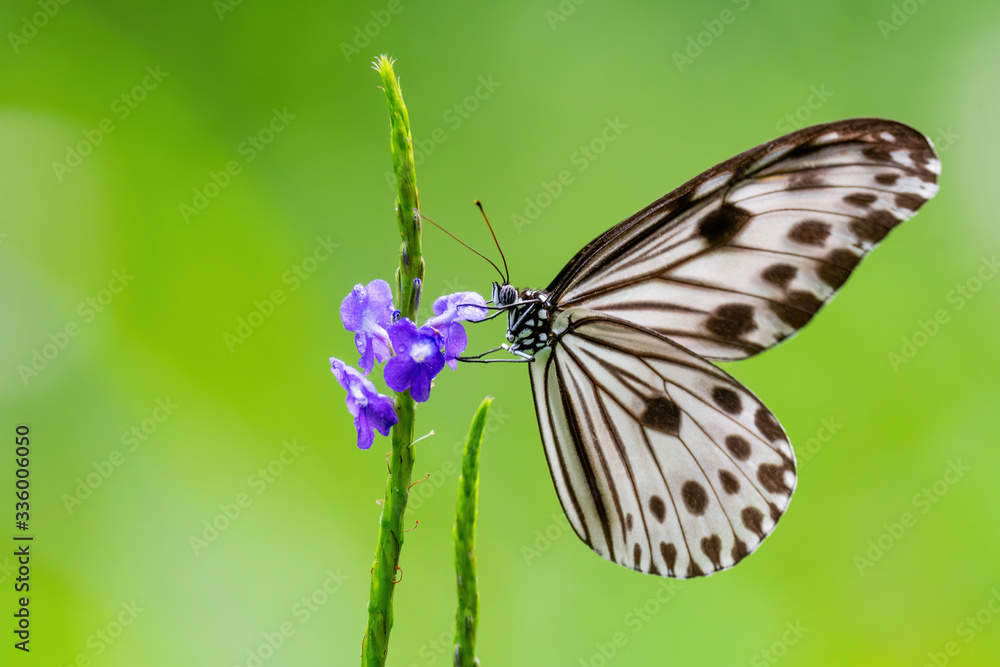 Common Tree Nymph - Idea stolli, beautiful large butterfly from Eastern Asian meadows and woodlands, Pangkor island, Malaysia. Common Tree Nymph - Idea stolli, beautiful large butterfly from Eastern Asian meadows and woodlands, Pangkor island, Malaysia.