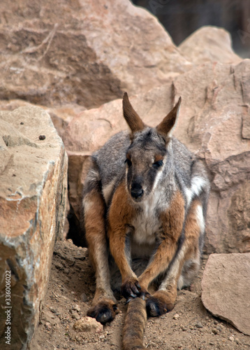 the Yellow footed rock wallaby is in a rock crevis