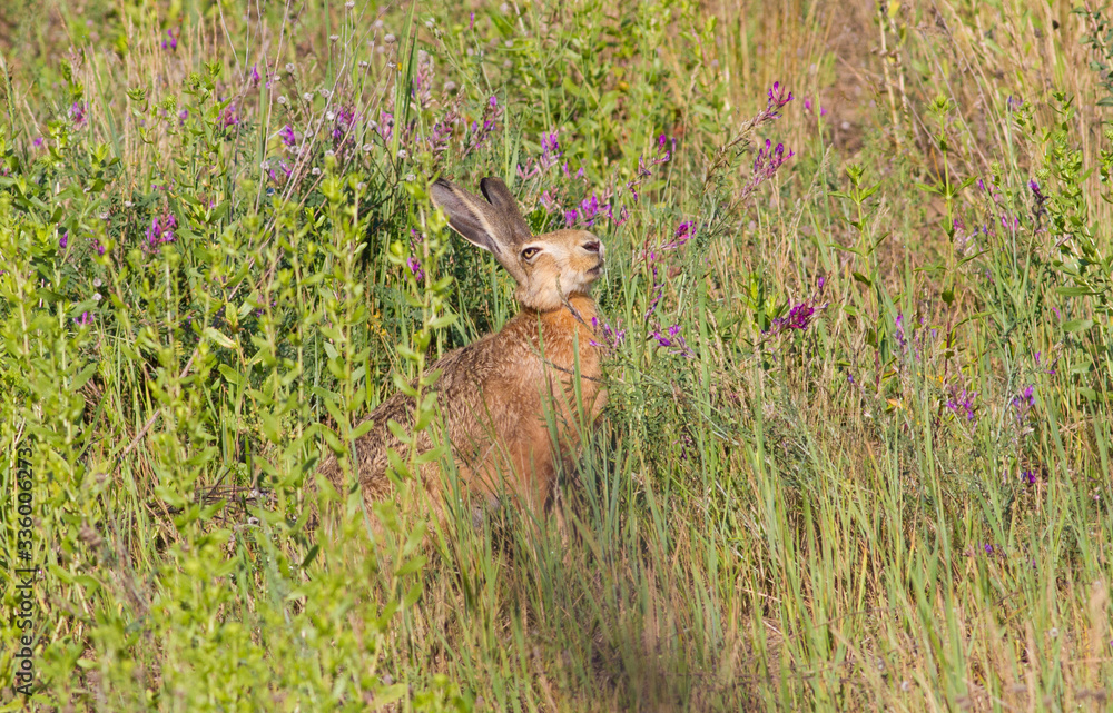 Brown hare, lepus europaeus, european hare Brown hare, lepus europaeus, european hare