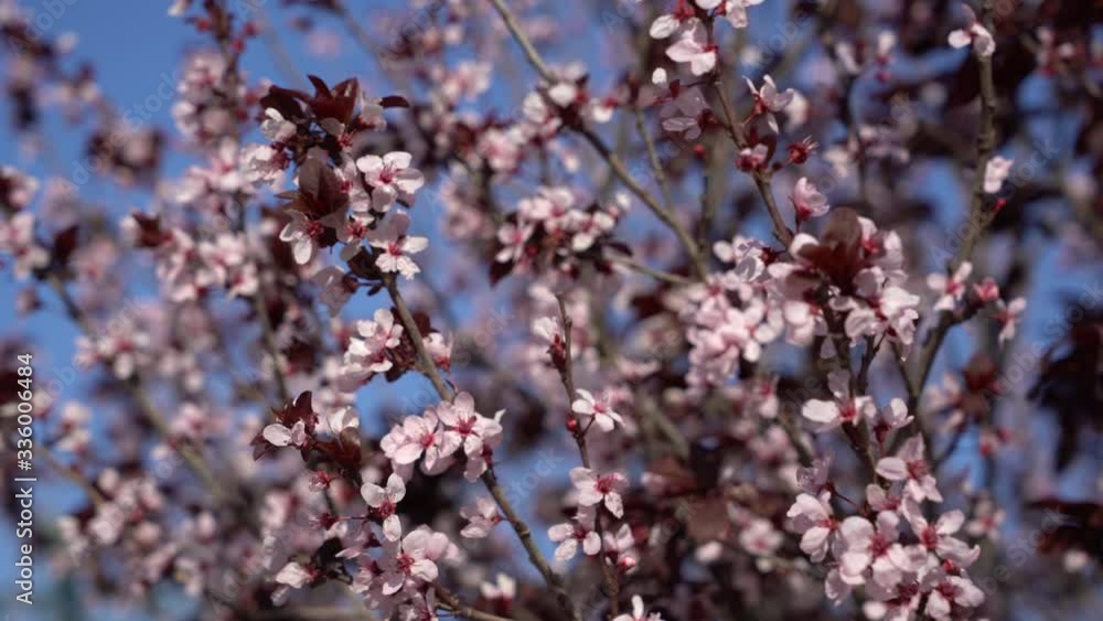 Myrobalan Plum tree At the height of its bloom Myrobalan Plum tree At the height of its bloom