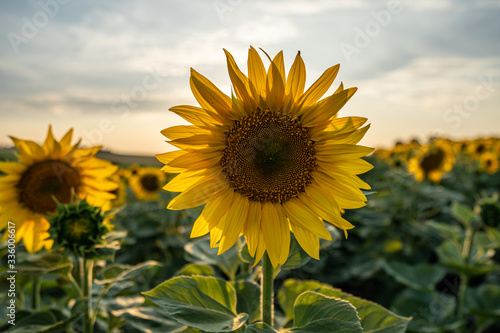 Fototapeta Naklejka Na Ścianę i Meble -  Sunflowers at sunset time. Summer time.