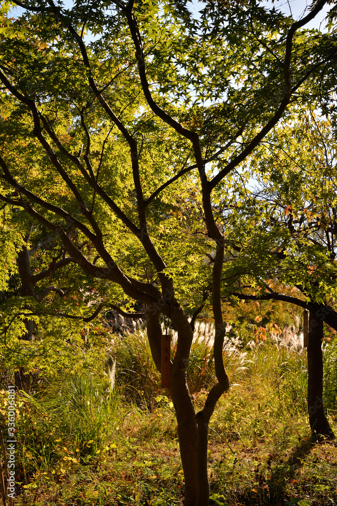 Fototapeta premium せいがい、向島百花園