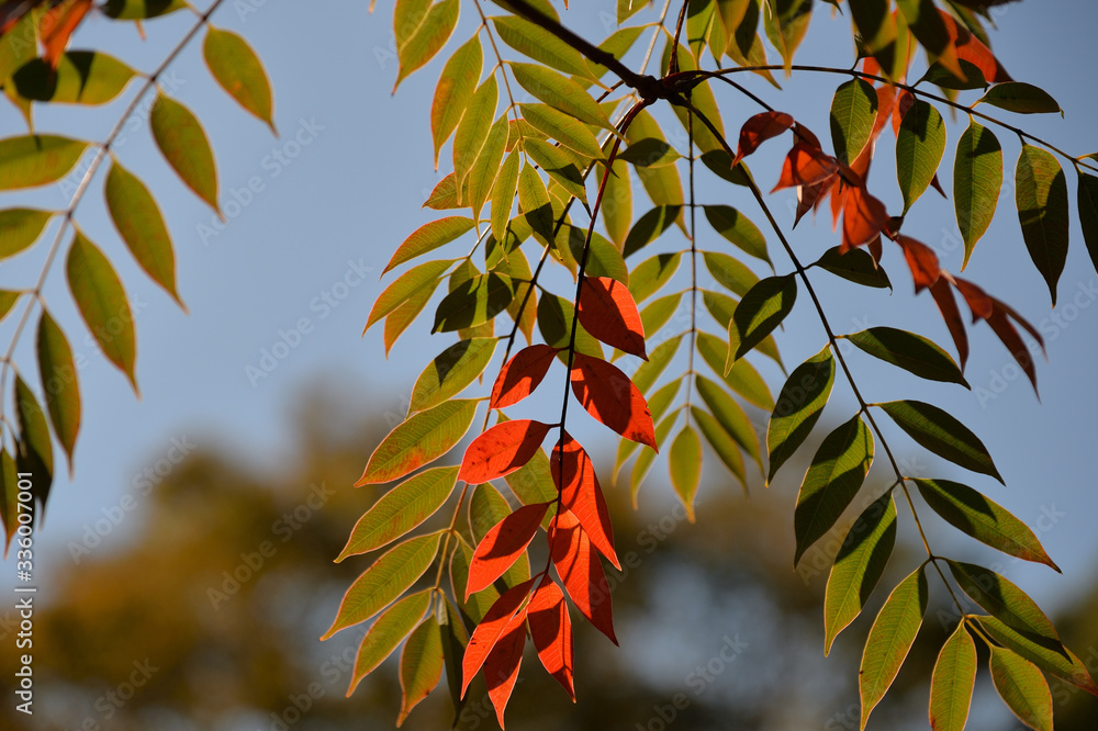 櫨紅葉 向島百花園 Stock Photo Adobe Stock