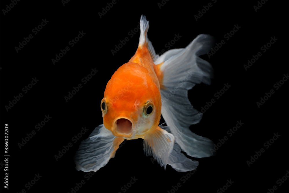 oranda goldfish with black background oranda goldfish with black background