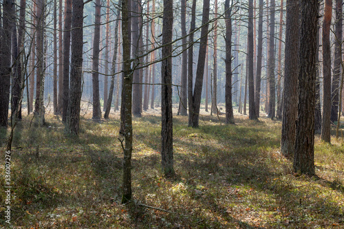 Mixed forest, clearings and paths in the early morning. © ostapenkonat