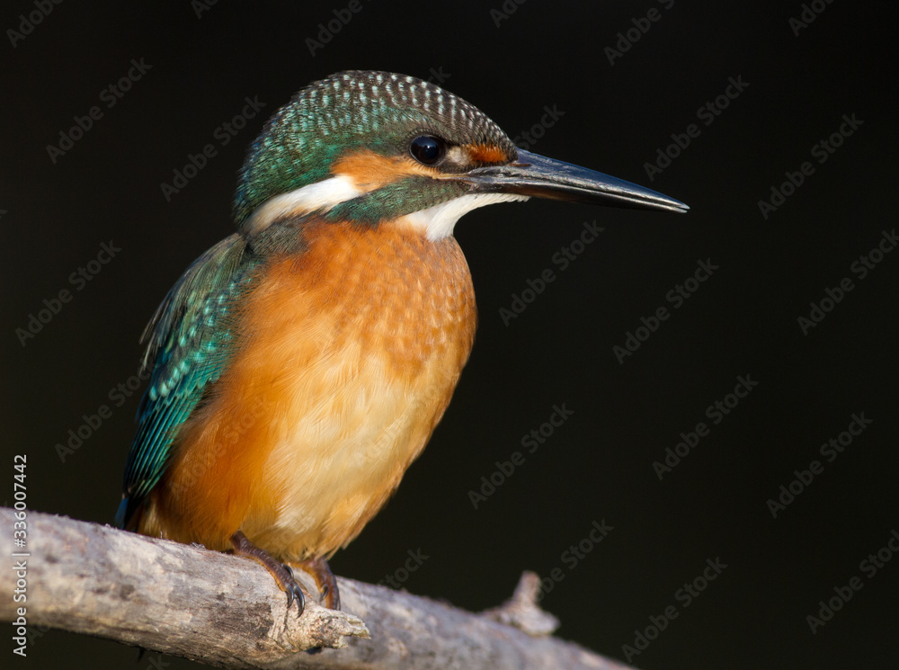 Kingfisher, Alcedo. A young bird sits on a branch above the river. On a dark background Kingfisher, Alcedo. A young bird sits on a branch above the river. On a dark background