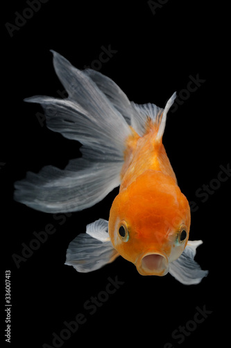oranda goldfish with black background