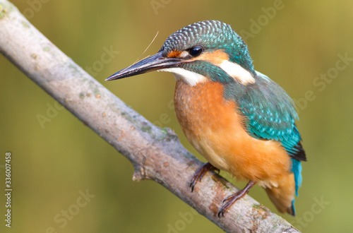 Kingfisher, Alcedo. A young bird sits on a branch above the river