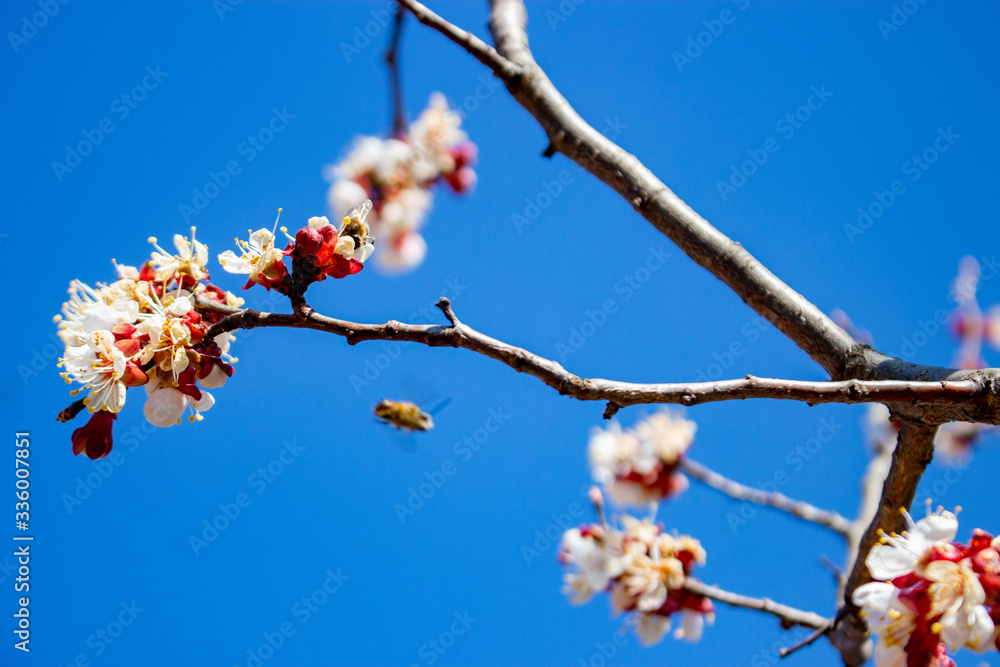 Frosting of apricot inflorescences, the destruction of spring frosts. Monilia is a fungal disease that is transmitted by bees and affects the trees and the color of the plants. Monilinia laxa fungus.