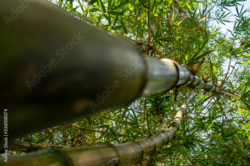 Bamboo tree low angle view
