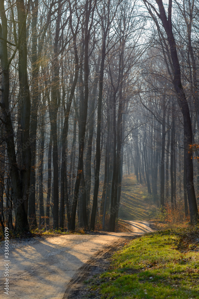Vienna Woods. Fog in the Vienna forest. Located in the vicinity of Vienna. It is bounded on one side by the Danube Valley and vineyards, and on the other, by the spa region of Baden and Bad Vöslau. Vienna Woods. Fog in the Vienna forest. Located in the vicinity of Vienna. It is bounded on one side by the Danube Valley and vineyards, and on the other, by the spa region of Baden and Bad Vöslau.