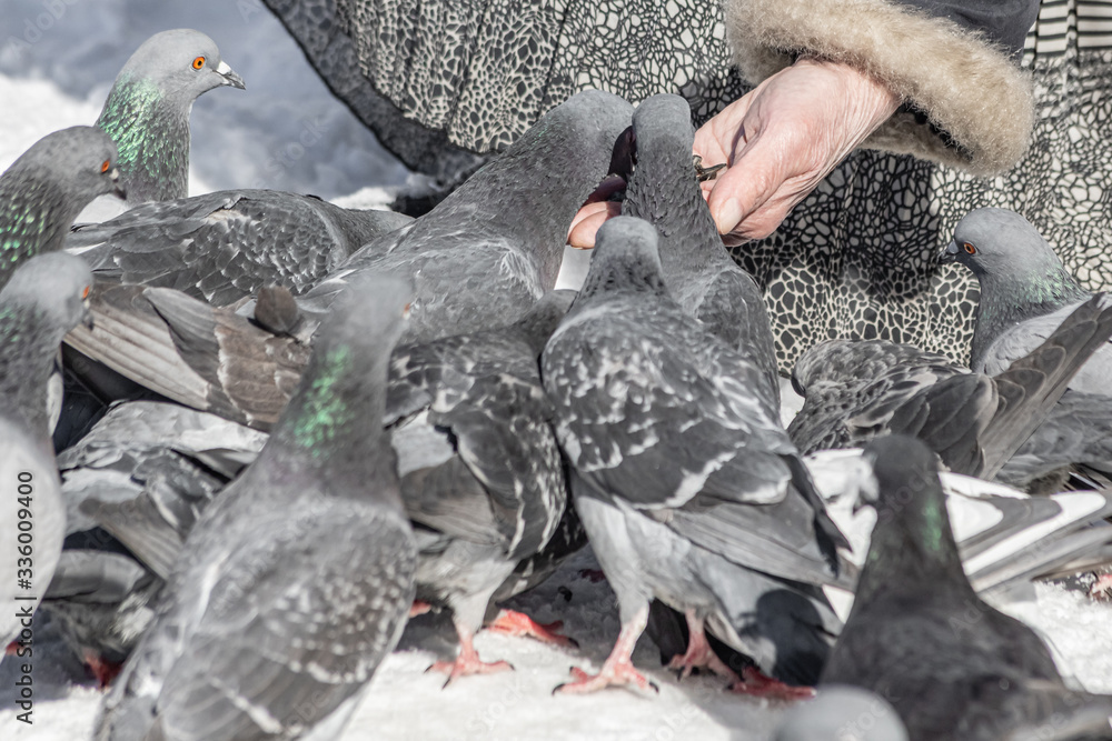Fototapeta premium Elderly woman feeds a flock of pigeons by bird food on a white snow background in winter. Pigeons are in a flight