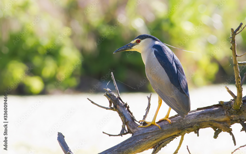 Obraz premium Night-heron, nycticorax. A bird sits by the water on an old leaning tree