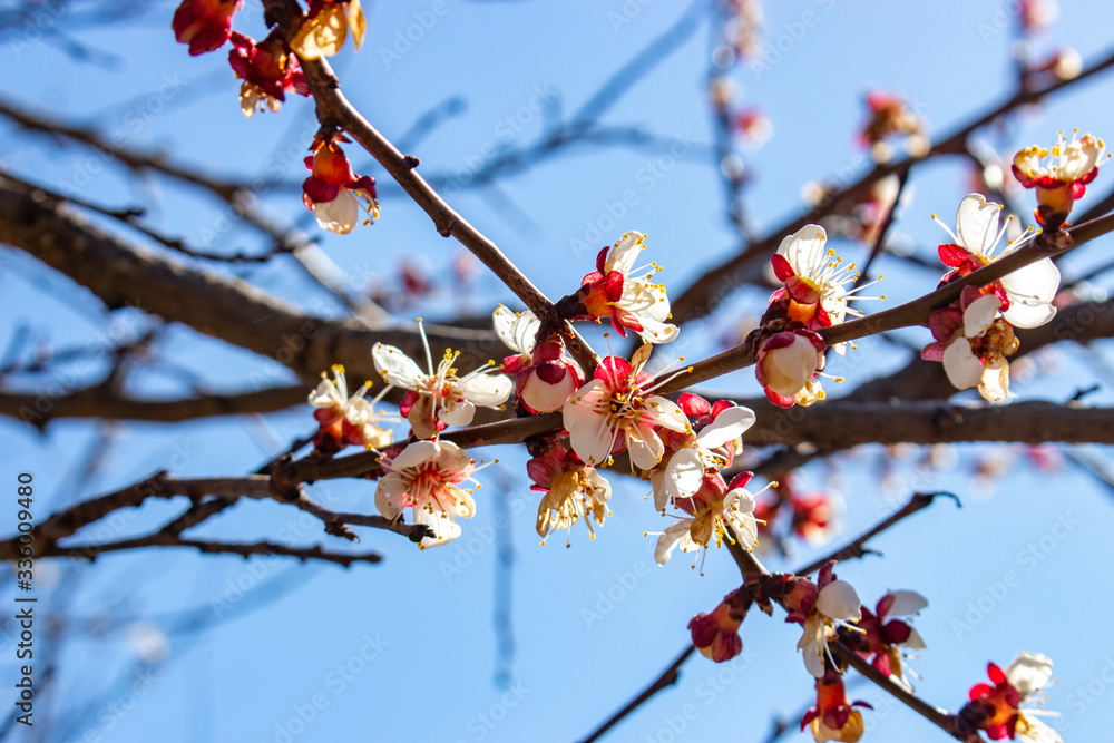 The affected inflorescences of apricot tree in spring frosts, the destruction of fruit tree yields, damaging farmers and reducing income due to unfavorable conditions for plants. The affected inflorescences of apricot tree in spring frosts, the destruction of fruit tree yields, damaging farmers and reducing income due to unfavorable conditions for plants.