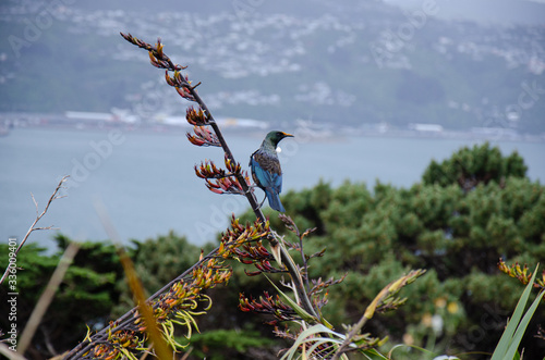 Tui bird in plants on mount victoria