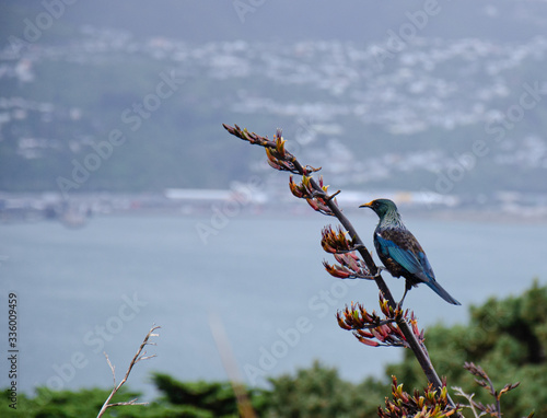 Tui bird in plants on mount victoria