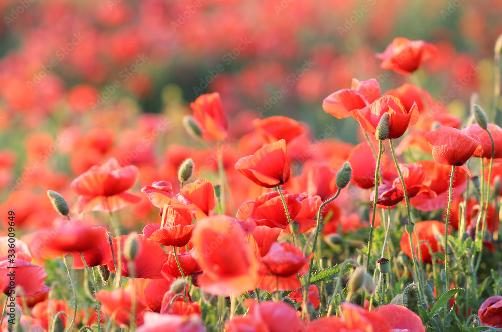 Fototapeta premium Red poppies. summer wildflowers