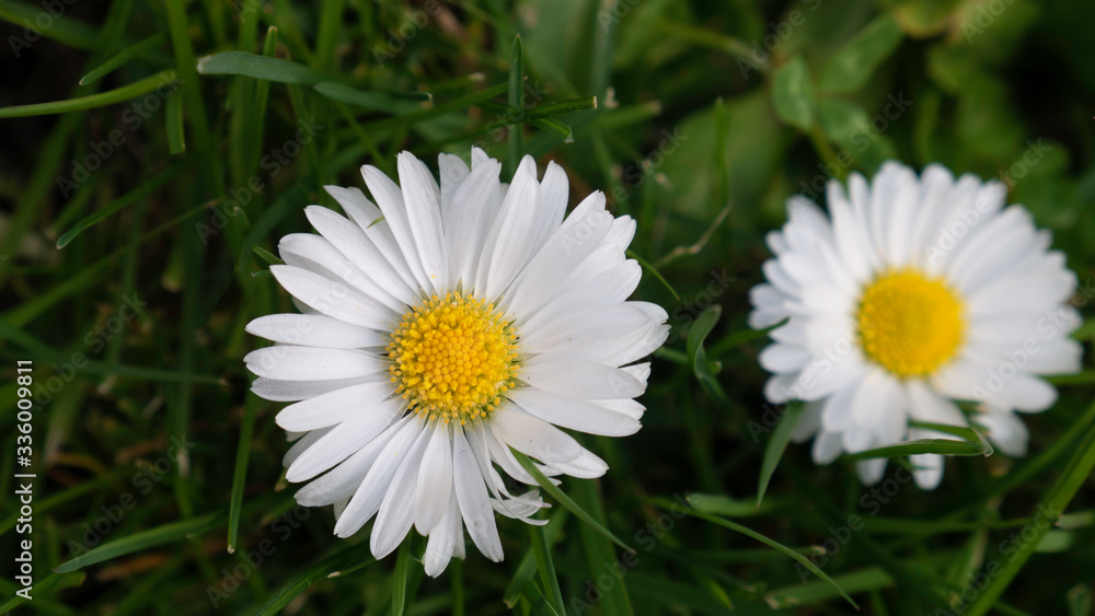 Fototapeta premium Close up of two daisy in garden. 