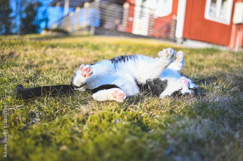 black and white cat lying on grass