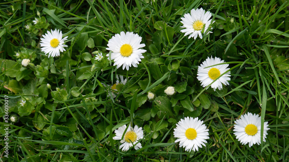 Fototapeta premium Daisy flowers on a sunny day.