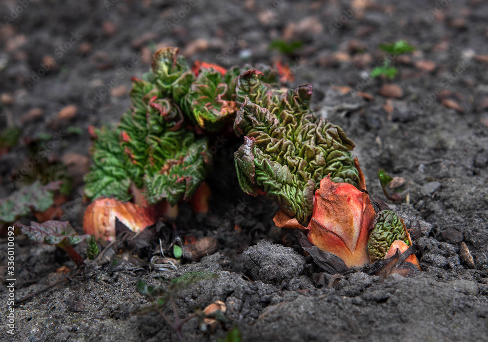 Obraz premium Young Rhubarb plant growing in the garden