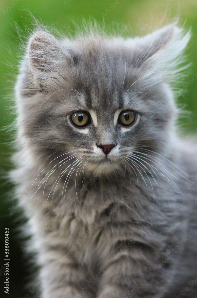 Gray fluffy kitten. Lovely pets.