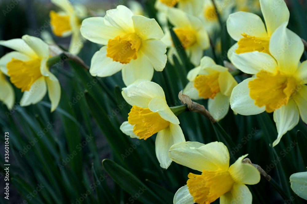 Blooming yellow daffodils in the garden. Soft focus, blur
