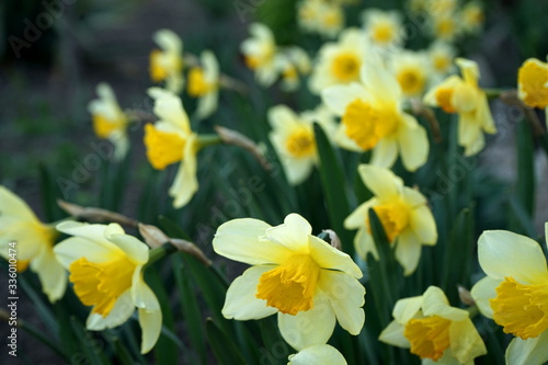 Blooming yellow daffodils in the garden. Soft focus, blur