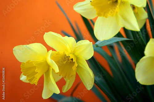 Yellow daffodils on an orange background. Soft focus, blur