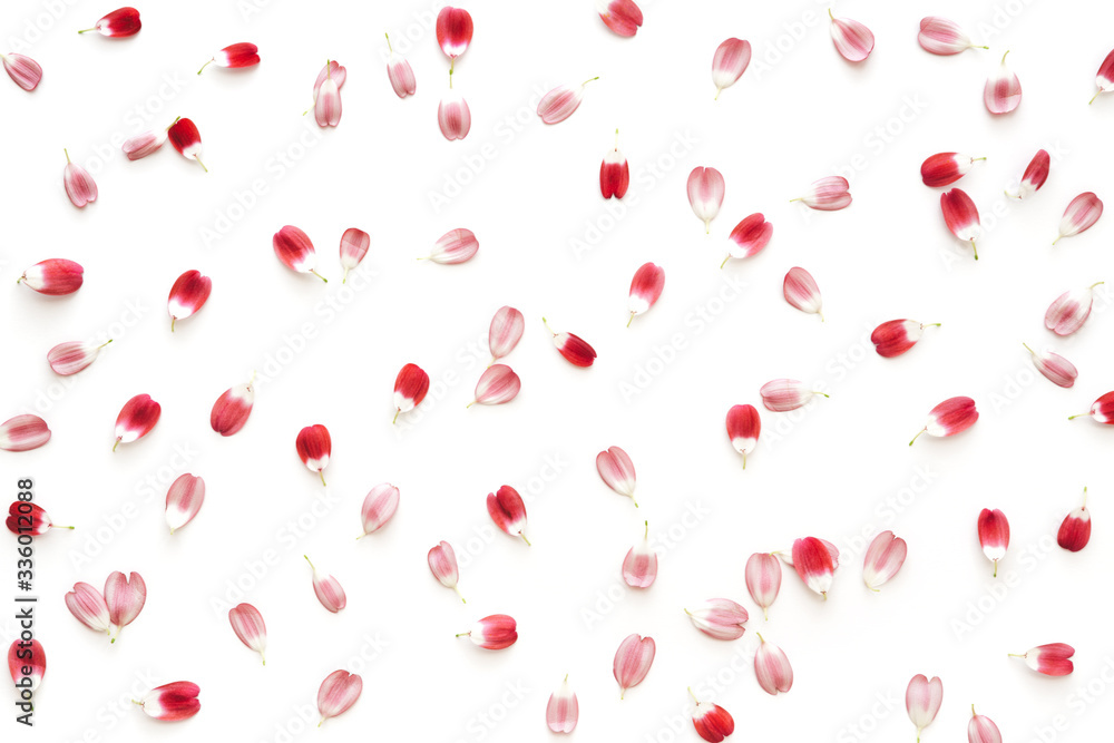 Red Petals On White Background Red Petals On White Background