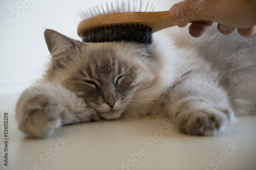 Close up of a relaxed adult female lynx point ragdoll cat laying on a white surface, with her paws out in front of her, having her hair and head brushed,