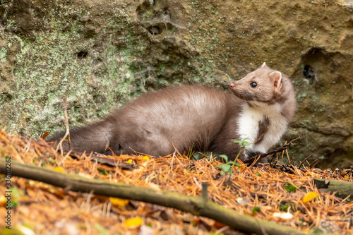 European Pine Marten (Marten Marten) Searching for Food © vaclav