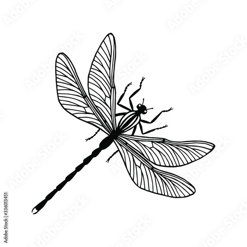 dragonfly insect. eps10 vector stock illustration. outline.