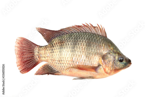 Nilapia fish isolated on white background