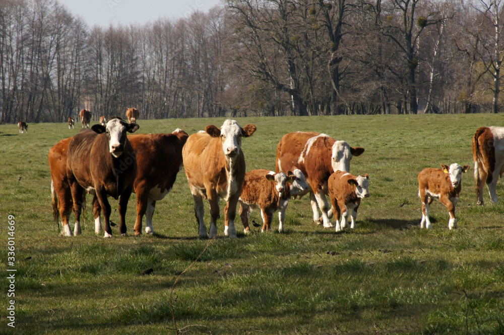 Kühe auf dem Land grasen auf der Weide Kühe auf dem Land grasen auf der Weide