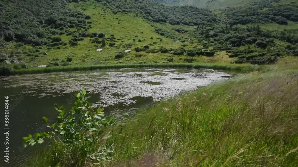 Green grass fluttering in the wind near mountain lake in Carpathians Green grass fluttering in the wind near mountain lake in Carpathians