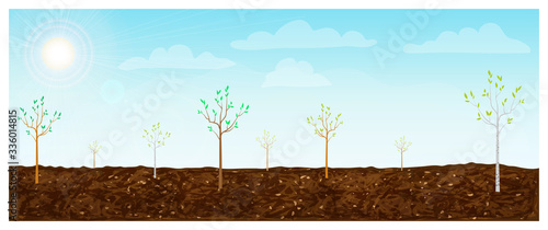 young trees growing in brown fertile soil background. Springtime horizontal landscape with small saplings plantation. arbor day banner. reforestation concept. tree nursery vector illustration.