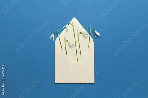 Fresh beautiful snowdrops flowers in envelope isolated on blue background. Invitation on wedding or birthday. Surprise letter (mail), creative art gift card. photo