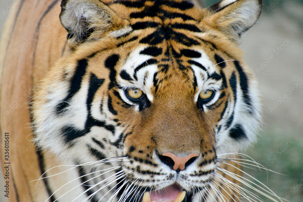 tigre se relaxant dans un bassin avec le regard gentil tigre se relaxant dans un bassin avec le regard gentil