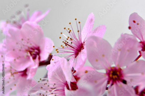 beautiful fresh spring pink cherry tree flowers