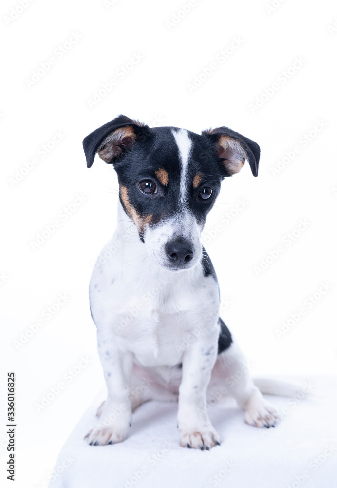 Brown, black and white Jack Russell Terrier posing in a studio, the dog looks straight into the camera, isolated on a white background, copy space