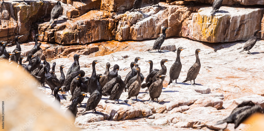 A flock of Cape cormorant aquatic sea birds on the coast of False Bay, Cape Town, South Africa A flock of Cape cormorant aquatic sea birds on the coast of False Bay, Cape Town, South Africa
