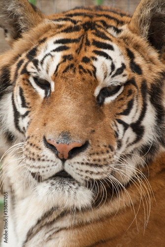 regard per  ant d un tigre en gros plan