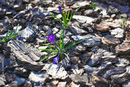 Spring landscape. Crocus flower among the bark in the forest. Blooming concept