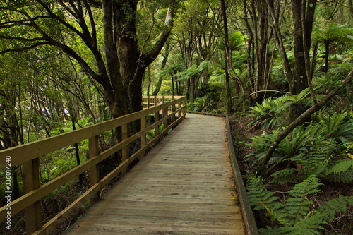 Boardwalk on Milford Foreshore Walk in Fiordland National Park in Southland on South Island of New Zealand 
