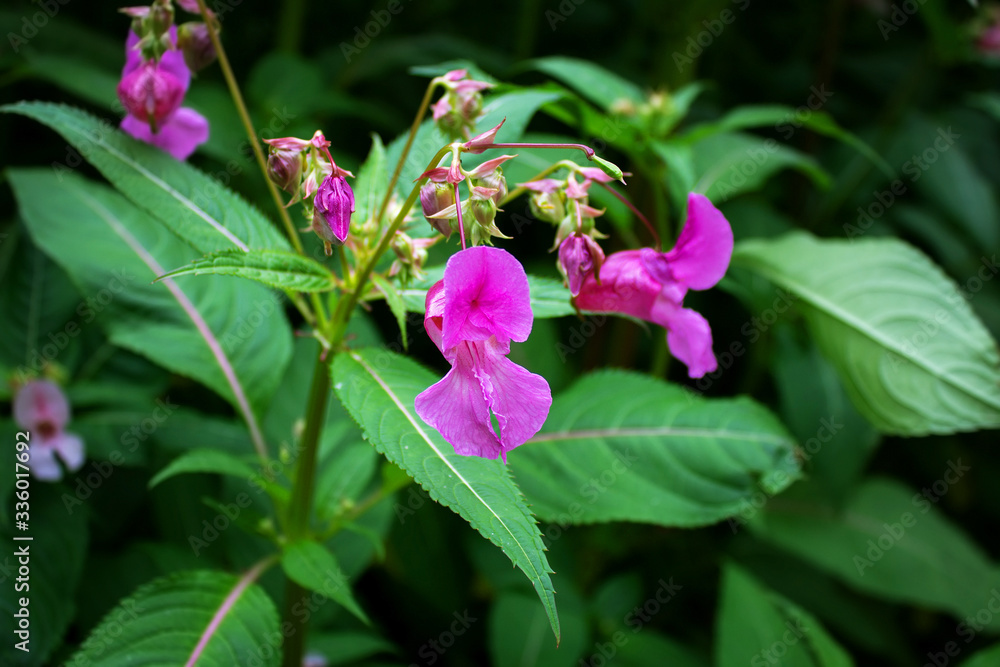 Pink flowers and green leaves close-up
