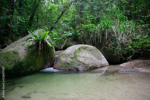 Pond oasis next to rocks in daintree rainforest
