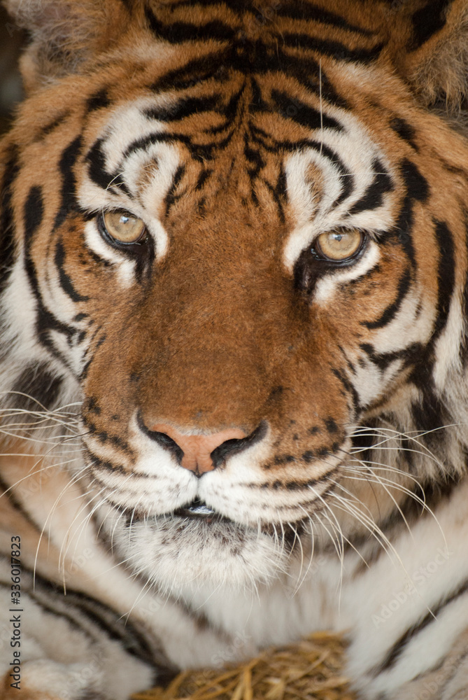 regard perçant d'un tigre en gros plan