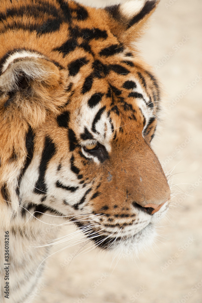 Fototapeta premium regard perçant d'un tigre en gros plan