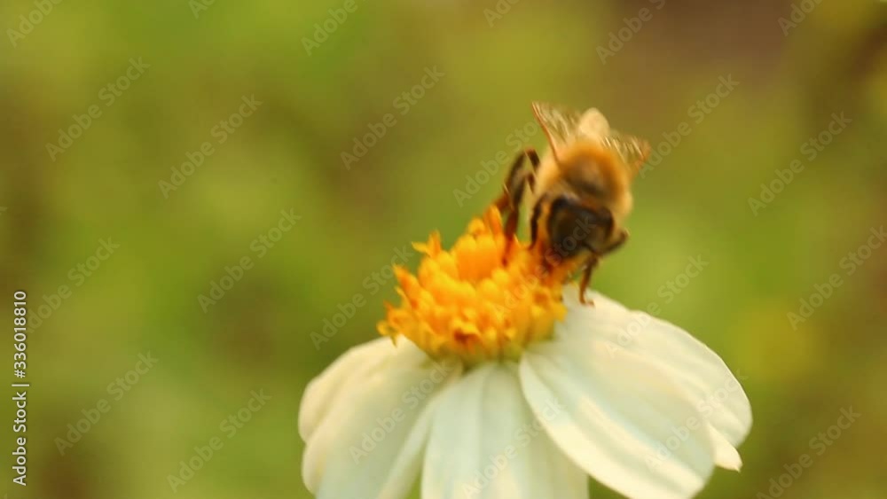 Bee eating pollen of flower in the field, Chiangmai Thailand